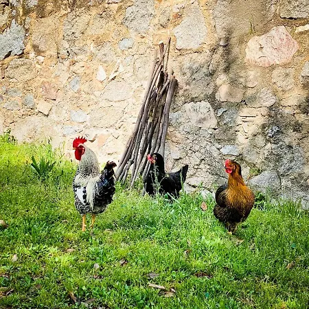 El Buxaus De La Muntanya Landhaus *
